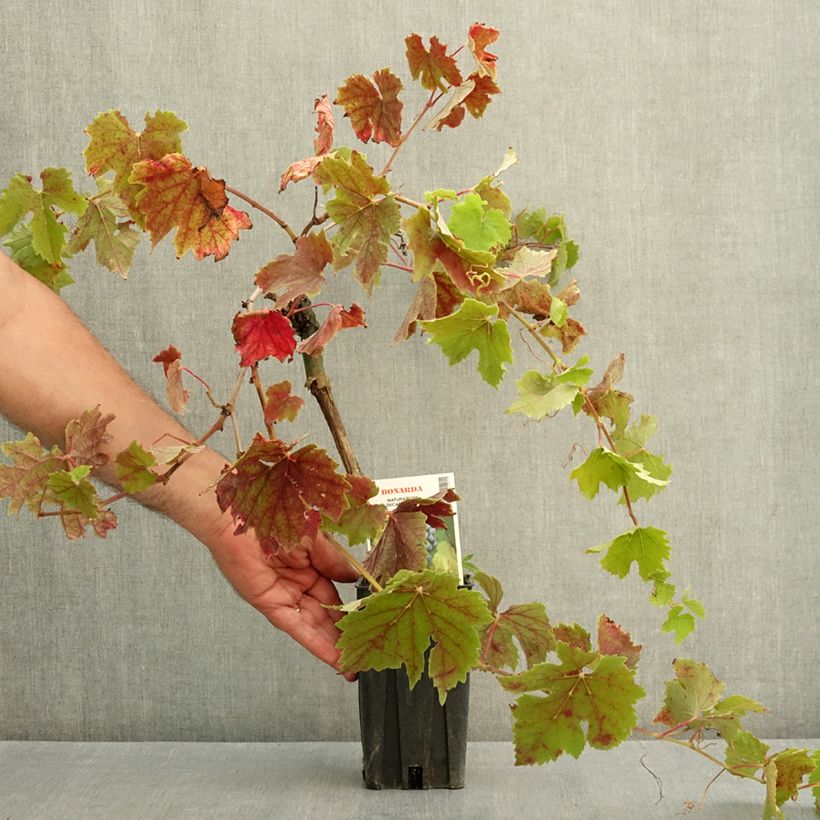 Vitis vinifera Bonarda - Grapevine 1.5L/2L pot sample as delivered in summer
