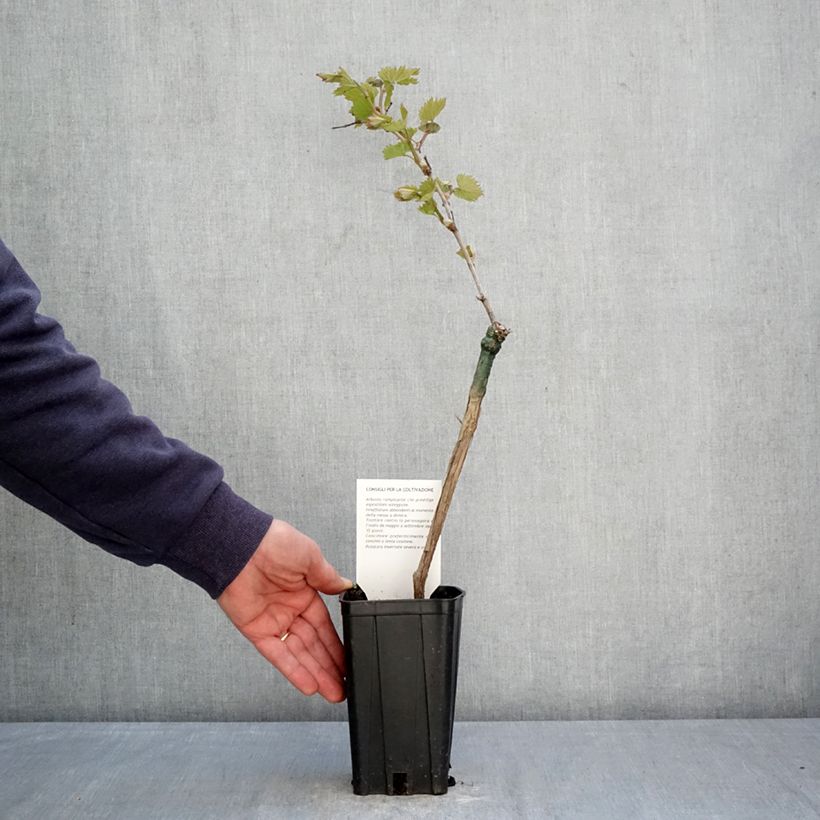 Vitis vinifera Bonarda - Grapevine 1.5L/2L pot sample as delivered in spring