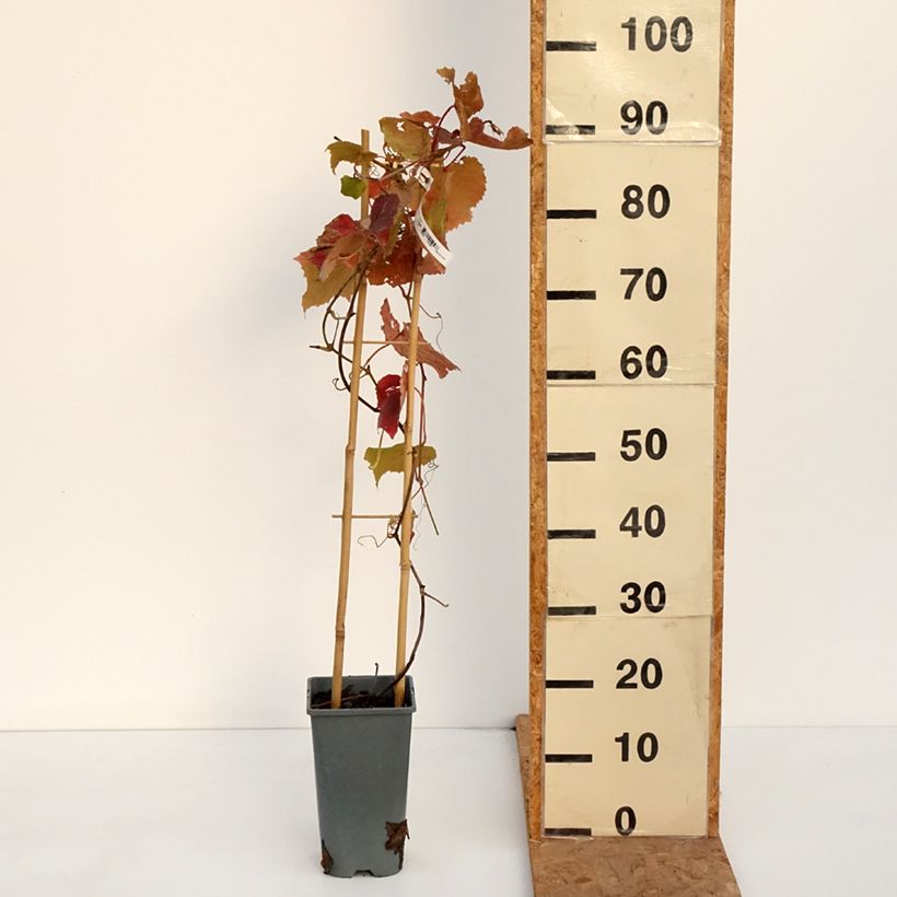 Vitis vinifera Brant - Grape vine 2L/3L pot sample as delivered in autumn