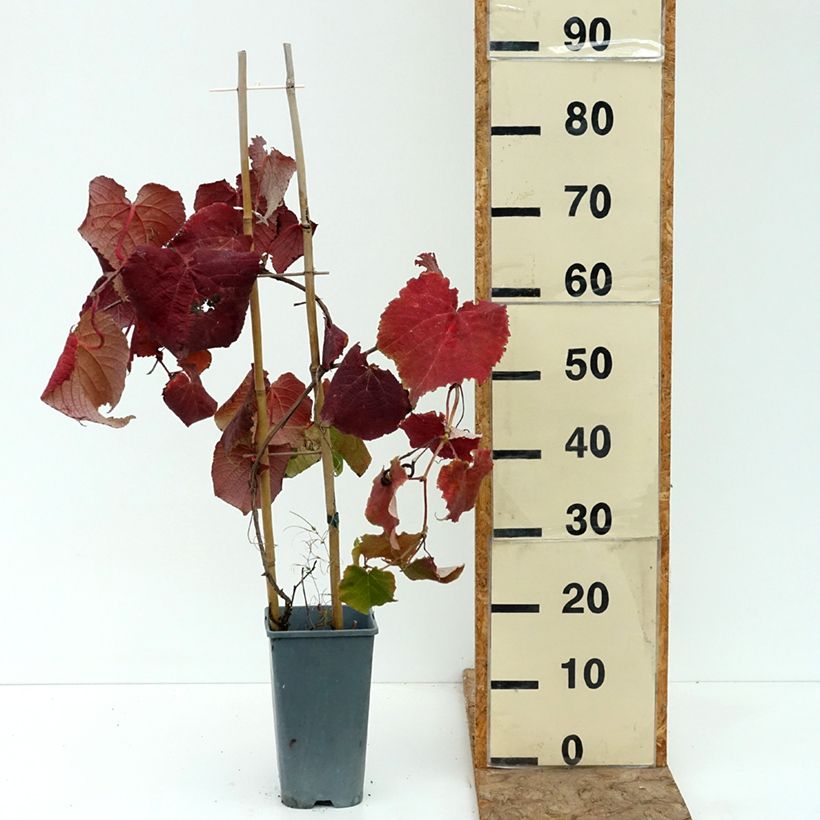 Vitis vinifera Brant - Grape vine 2L/3L pot sample as delivered in summer