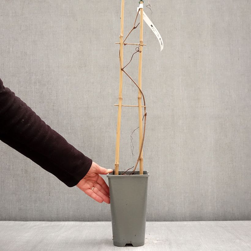 Vitis vinifera Brant - Grape vine 2L/3L pot sample as delivered in winter