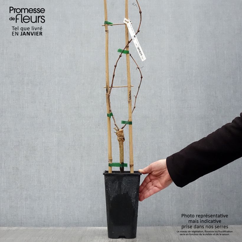 Vitis vinifera Cardinal - Grape vine 1.5L/2L pot sample as delivered in winter