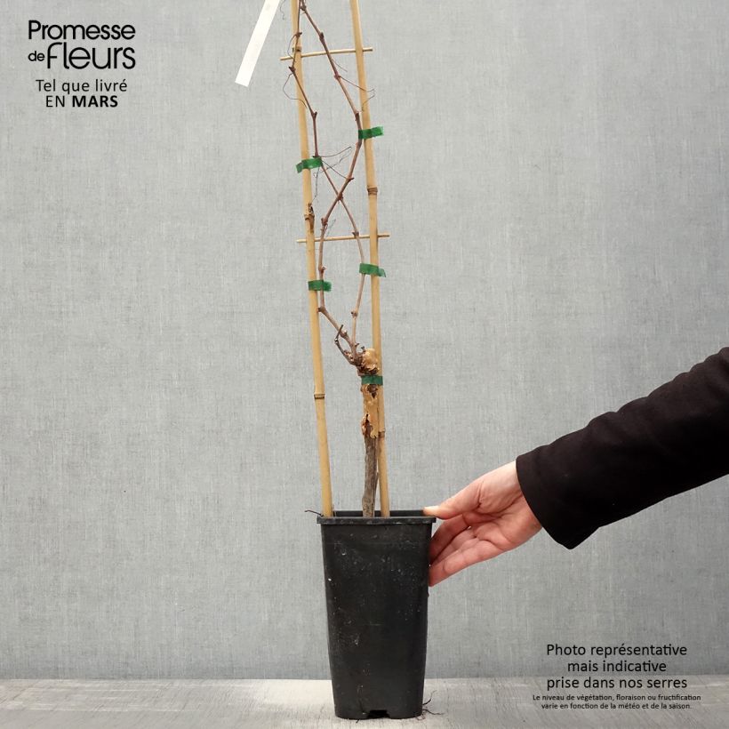 Vitis vinifera Chasselas Doré - Grape vine 2L/3L pot sample as delivered in spring