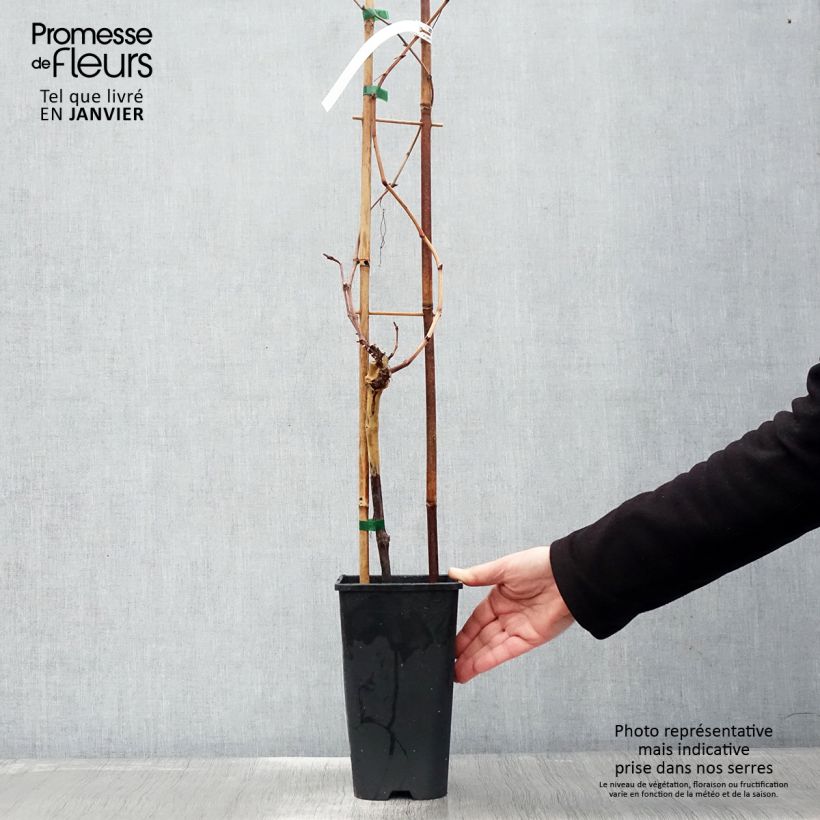 Vitis vinifera Rose Chasselas - Grape vine 2L/3L pot sample as delivered in winter