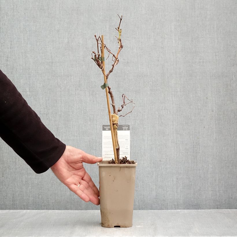 Vitis vinifera Chasselat Cioutat - Grape vine 1.5L/2L pot sample as delivered in autumn