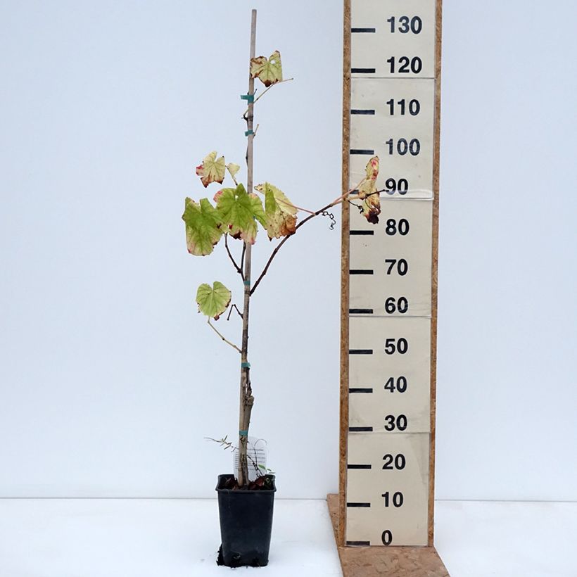 Vitis vinifera Citrina - Grapevine 1.5L/2L pot sample as delivered in autumn