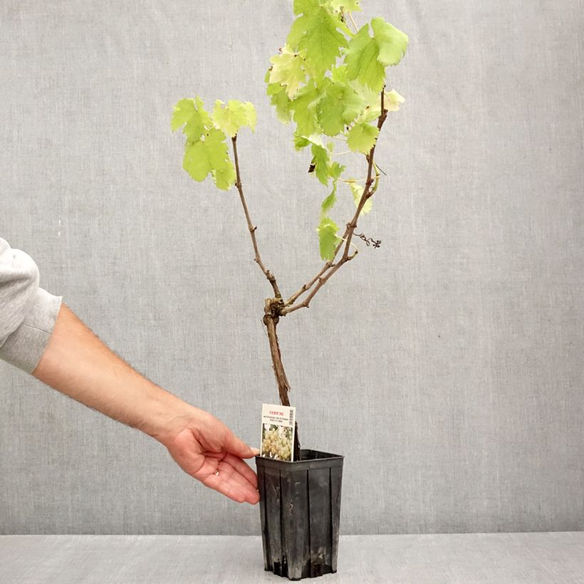 Vitis vinifera Cortese - Grape vine 1.5L/2L pot sample as delivered in summer