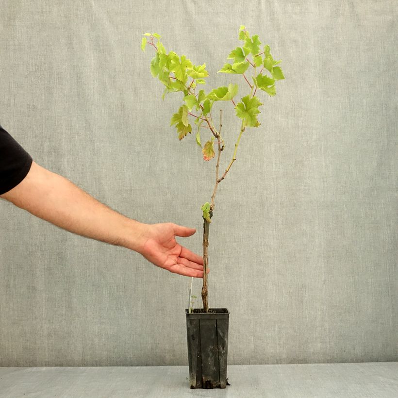 Vitis vinifera Croatina - Grapevine 1.5L/2L pot sample as delivered in summer