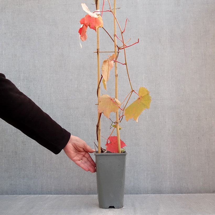 Vitis coignetiae Sunning Dale 3L/4L pot sample as delivered in autumn