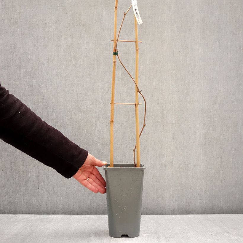 Vitis coignetiae Sunning Dale 3L/4L pot sample as delivered in winter