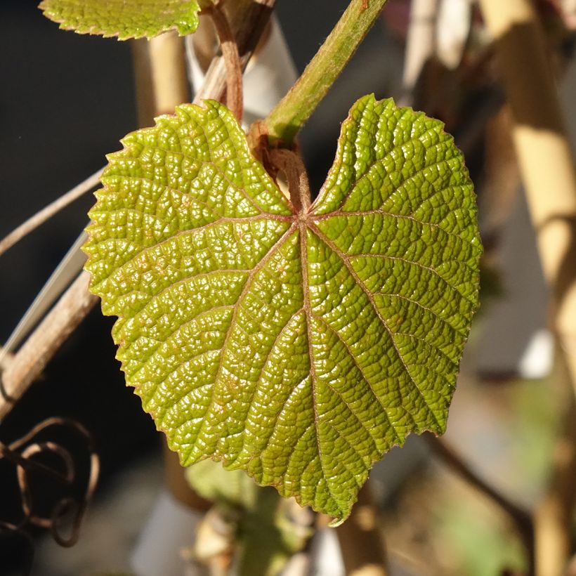 Vitis coignetiae Sunning Dale (Foliage)