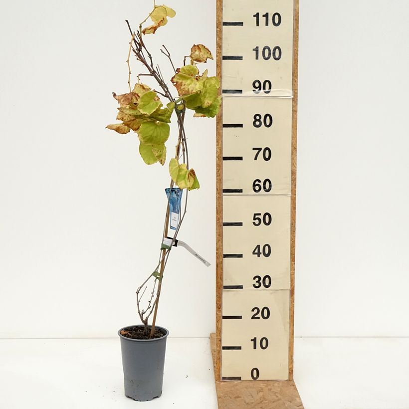 Vitis riparia 3L/4L pot sample as delivered in autumn