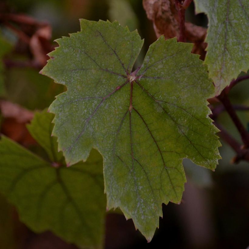 Vitis vinifera Purpurea - Grape Vine (Foliage)