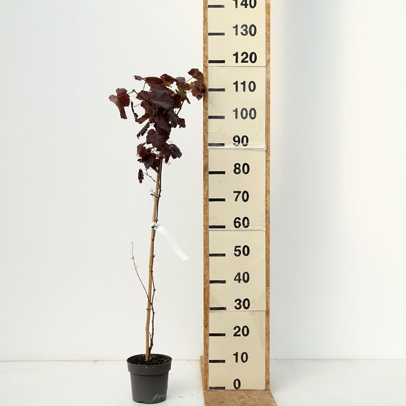 Vitis vinifera Purpurea - Grape Vine 2L/3L pot sample as delivered in autumn