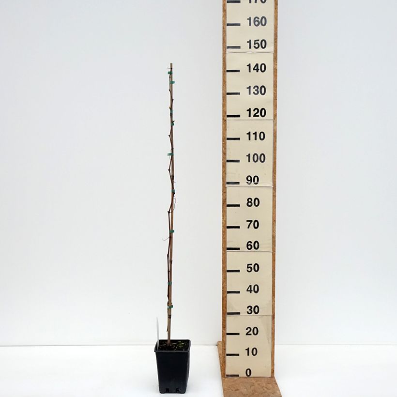 Vitis vinifera Agata - Grape vine 1.5L/2L pot sample as delivered in autumn