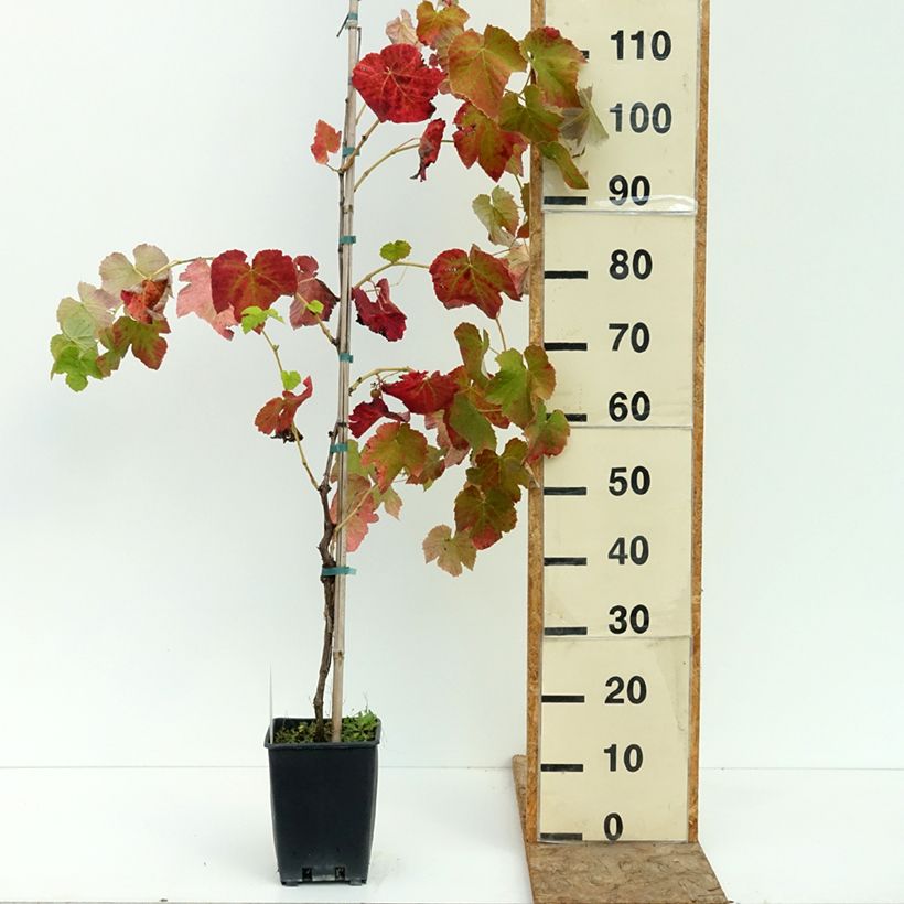 Vitis vinifera Agata - Grape vine 1.5L/2L pot sample as delivered in summer