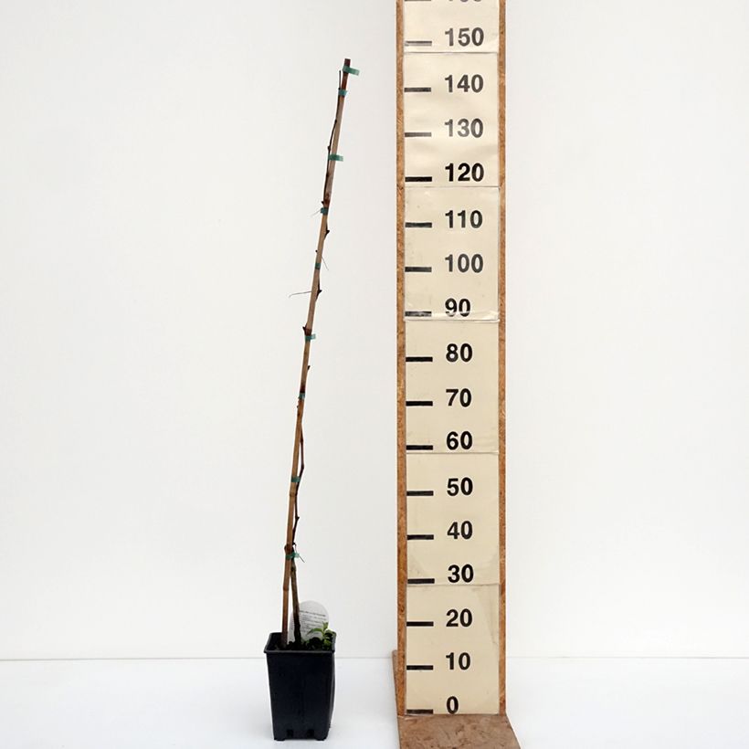 Vitis vinifera Agata - Grape vine 1.5L/2L pot sample as delivered in winter