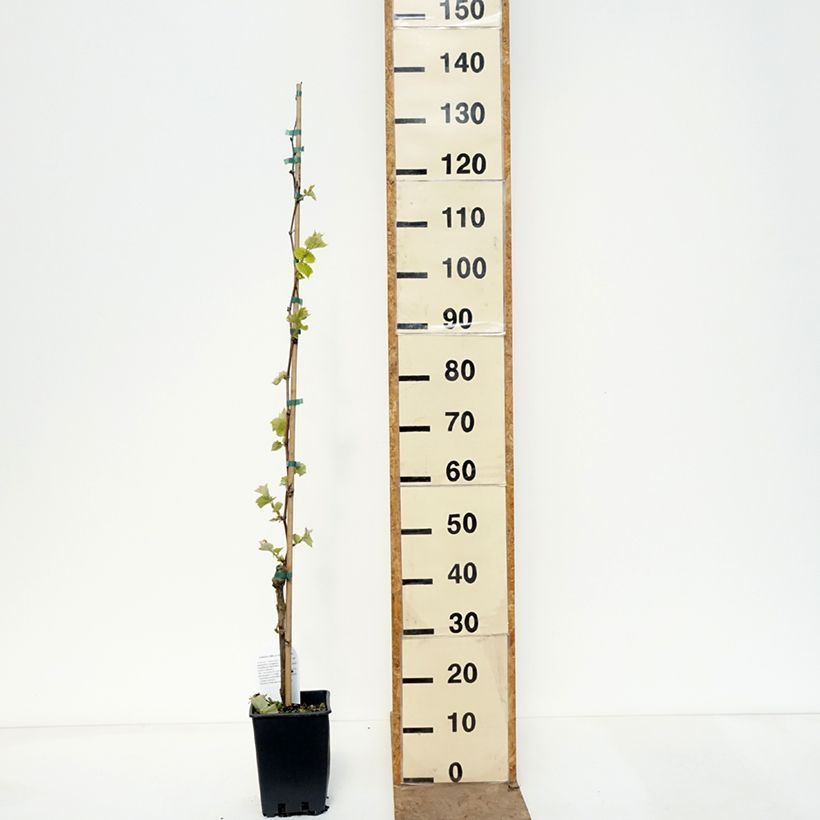 Vitis vinifera Agata - Grape vine 1.5L/2L pot sample as delivered in spring