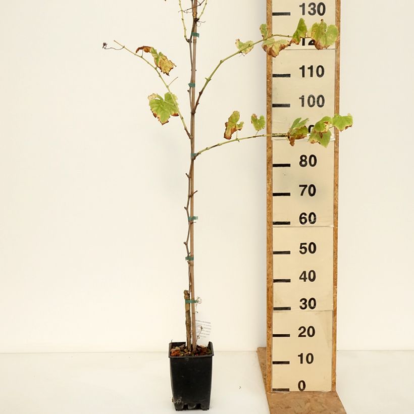 Vitis vinifera Ambra - Grape vine 1.5L/2L pot sample as delivered in autumn