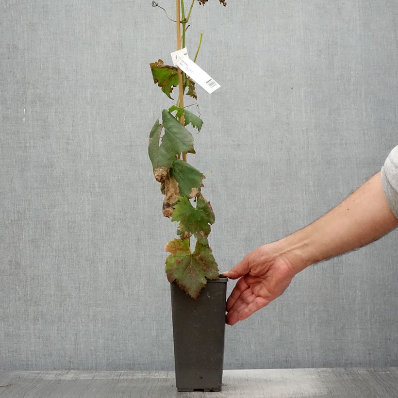 Vitis vinifera Attika 2L/3L pot sample as delivered in autumn