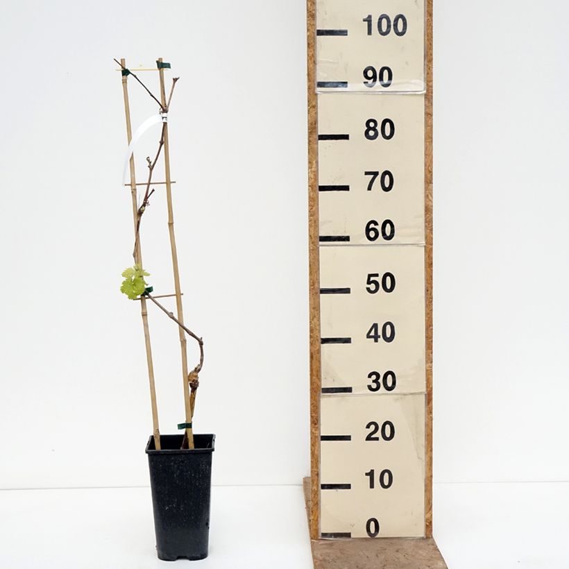 Vitis vinifera Attika 2L/3L pot sample as delivered in spring