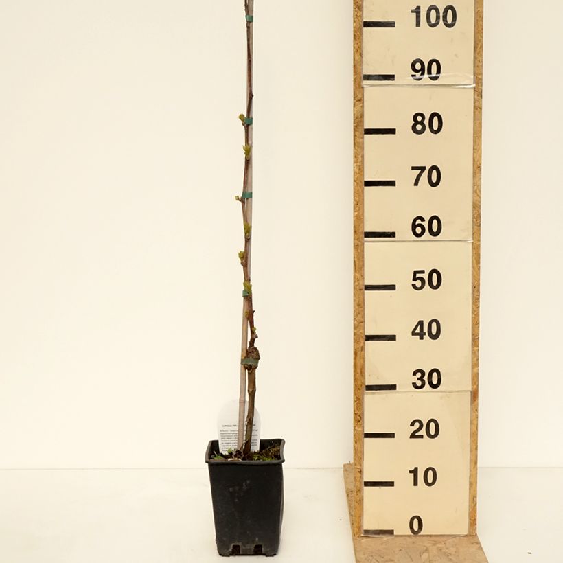 Vitis vinifera Corniola - Grapevine 1.5L/2L pot sample as delivered in spring