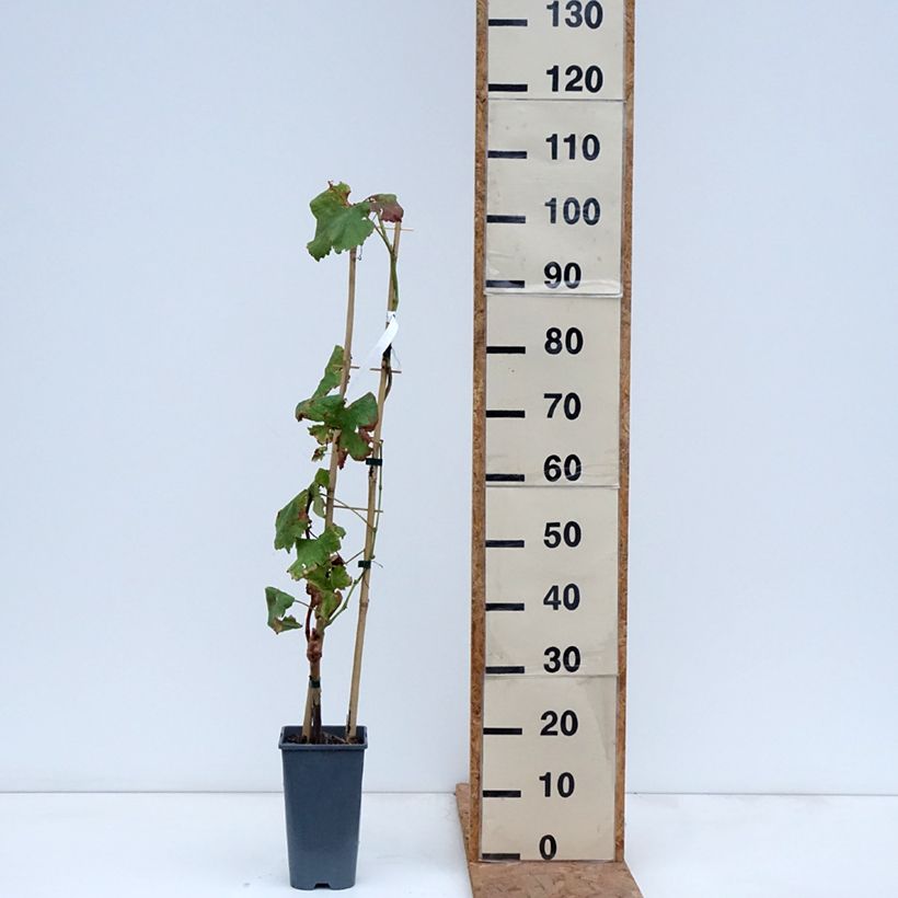 Vitis vinifera Crimson Seedless - Grape vine 3L/4L pot sample as delivered in autumn