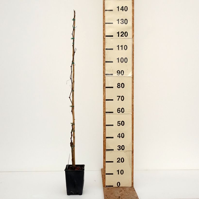 Vitis Francese Bianca - Dessert Grape 3L/4L pot sample as delivered in winter