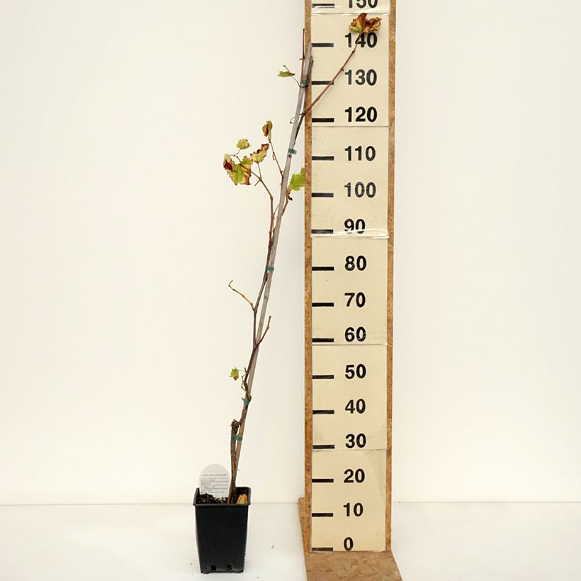 Vitis x hybrida Francese Nera - Dessert Grape 1.5L/2L pot sample as delivered in autumn