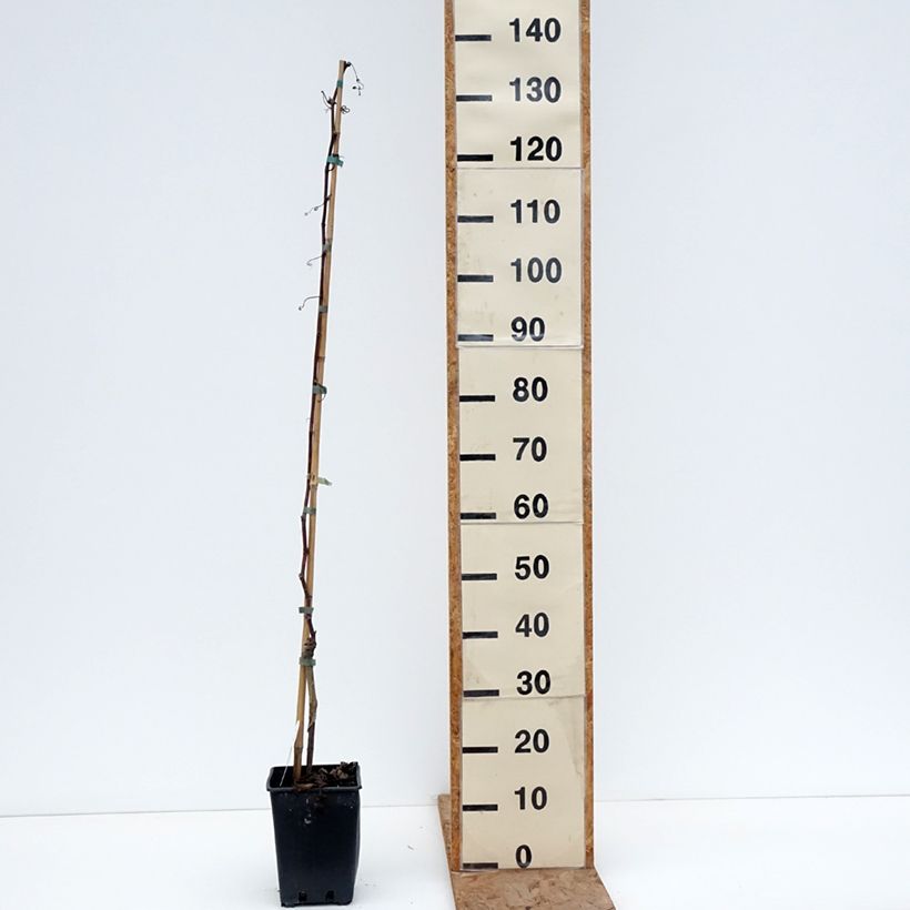 Vitis x hybrida Francese Nera - Dessert Grape 1.5L/2L pot sample as delivered in winter