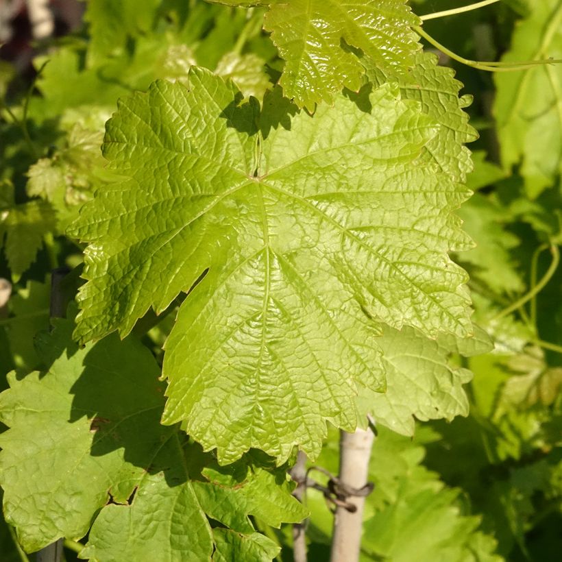 Vitis vinifera Leopoldo - Grape vine (Foliage)