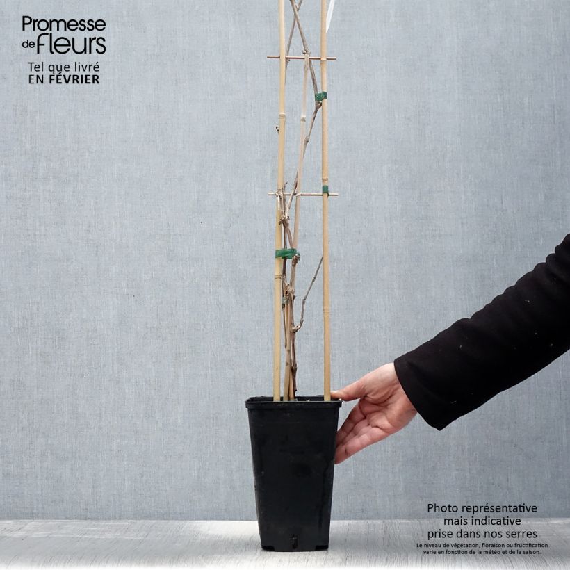 Vitis vinifera Lilla 3L/4L pot sample as delivered in winter