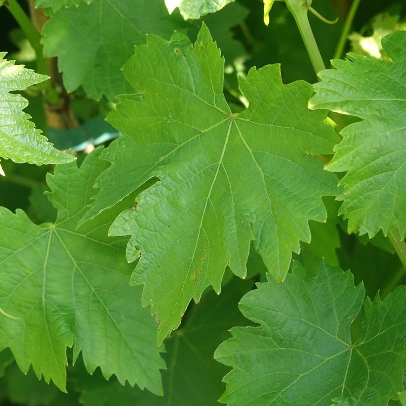 Vitis vinifera Luglienga - Grapevine (Foliage)
