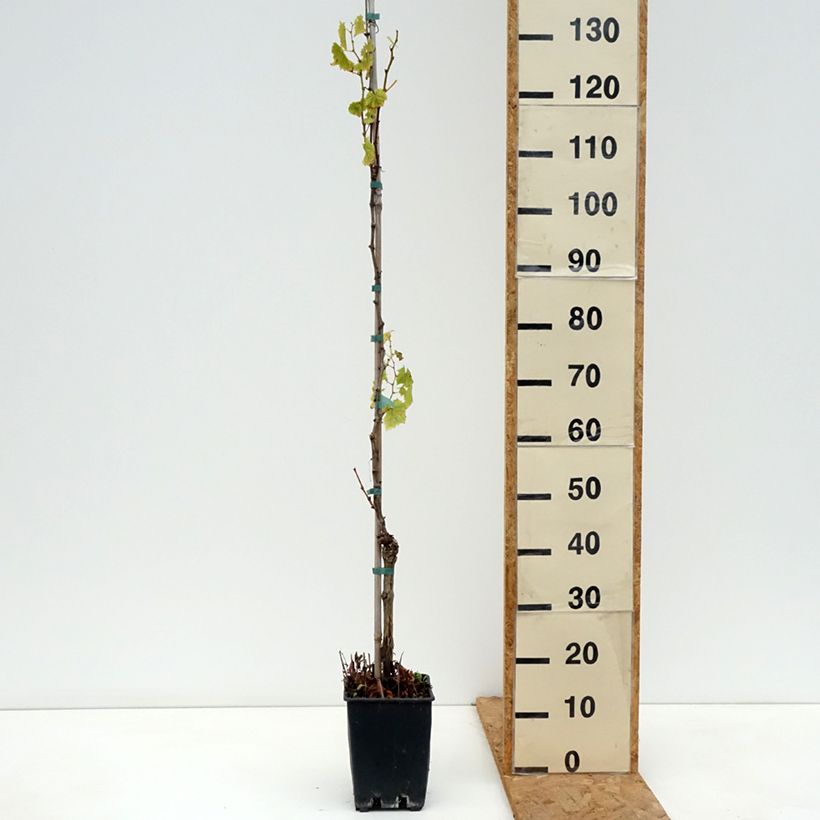 Vitis vinifera Luglienga - Grapevine 1.5L/2L pot sample as delivered in autumn