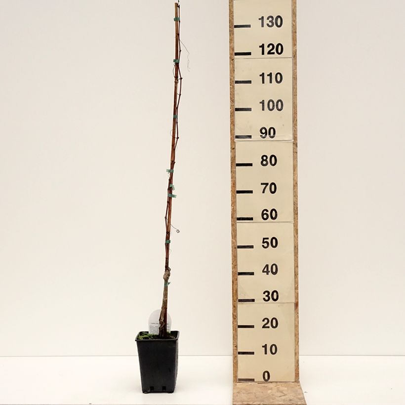 Vitis vinifera Luglienga - Grapevine 1.5L/2L pot sample as delivered in winter