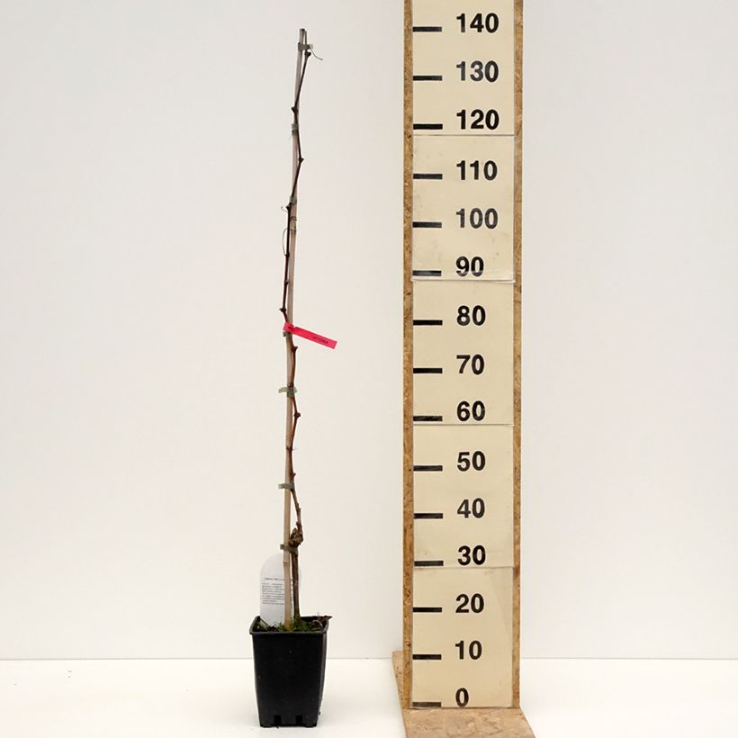 Vitis vinifera Luglienga - Grapevine 1.5L/2L pot sample as delivered in spring