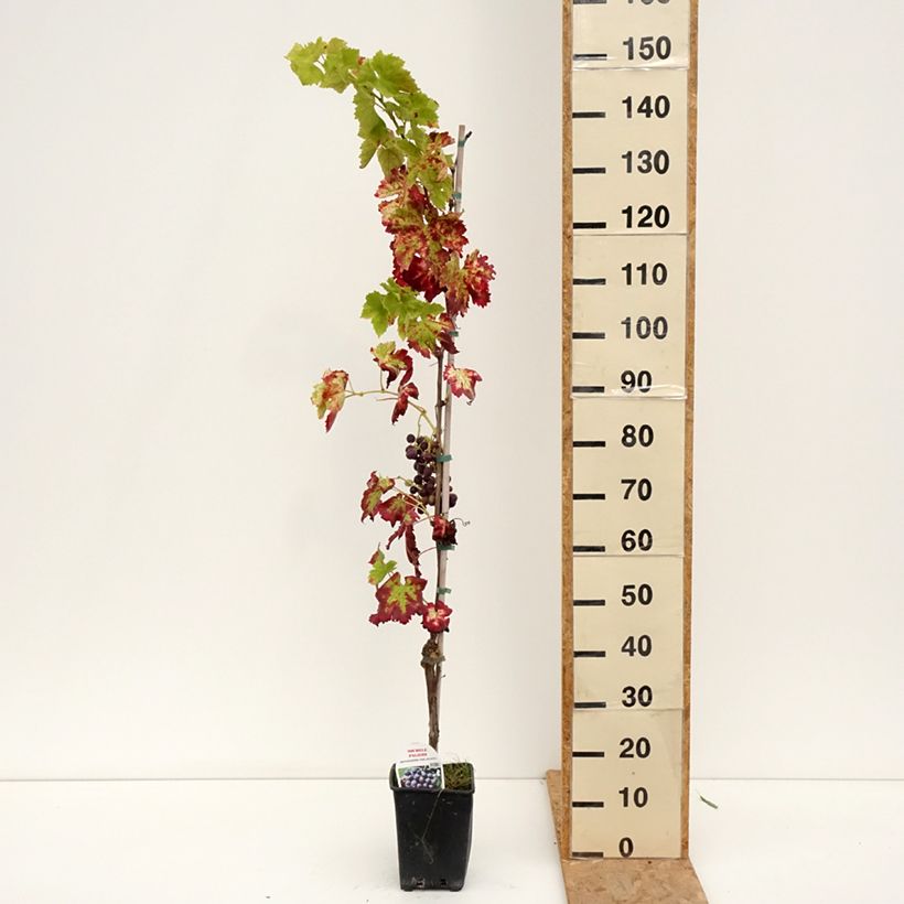 Vitis vinifera Michele Palieri - Grape vine 1.5L/2L pot sample as delivered in summer