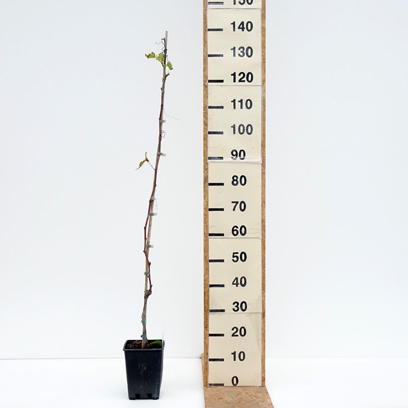 Vitis vinifera Moscato d'Adda - Grape vine 1.5L/2L pot sample as delivered in autumn