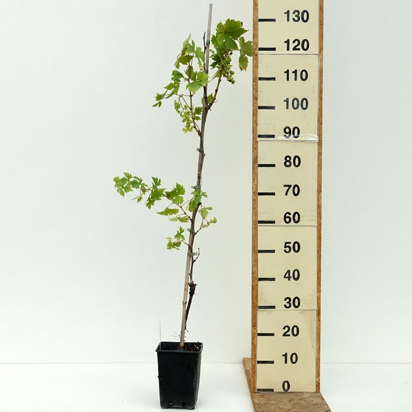 Vitis vinifera Moscato d'Adda - Grape vine 1.5L/2L pot sample as delivered in summer