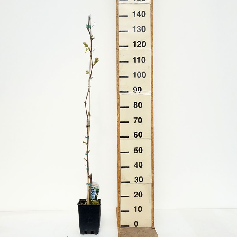 Vitis vinifera Moscato d'Adda - Grape vine 1.5L/2L pot sample as delivered in spring