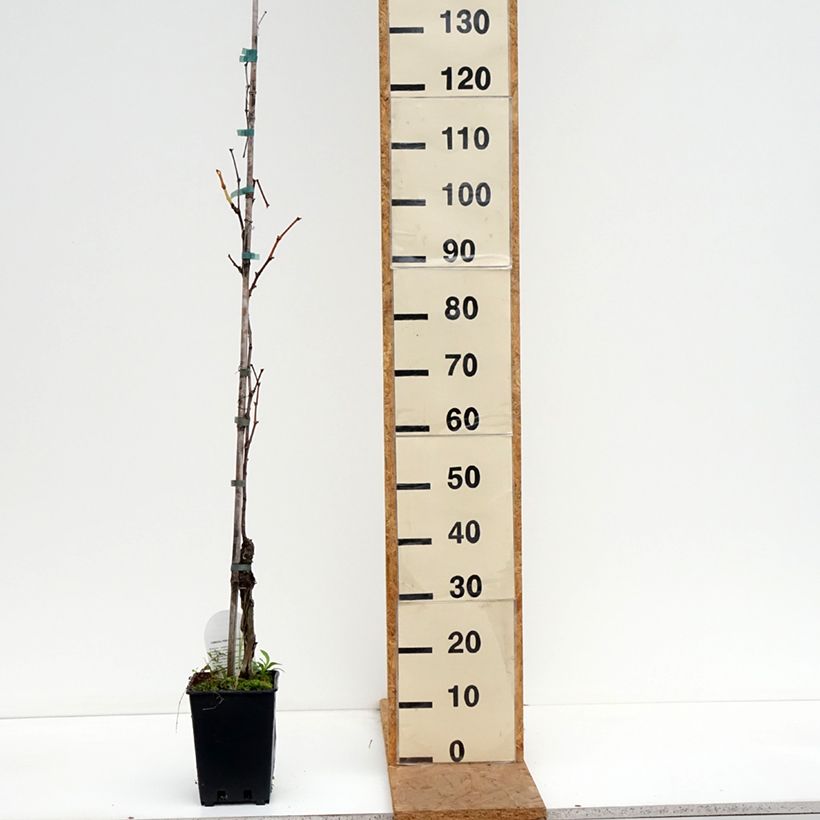 Vitis vinifera Moscato Giallo - Grape vine 1.5L/2L pot sample as delivered in autumn