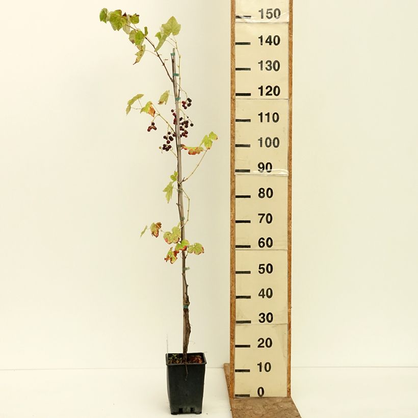 Vitis labrusca x vinifera Opalina - Dessert Grape 1.5L/2L pot sample as delivered in summer