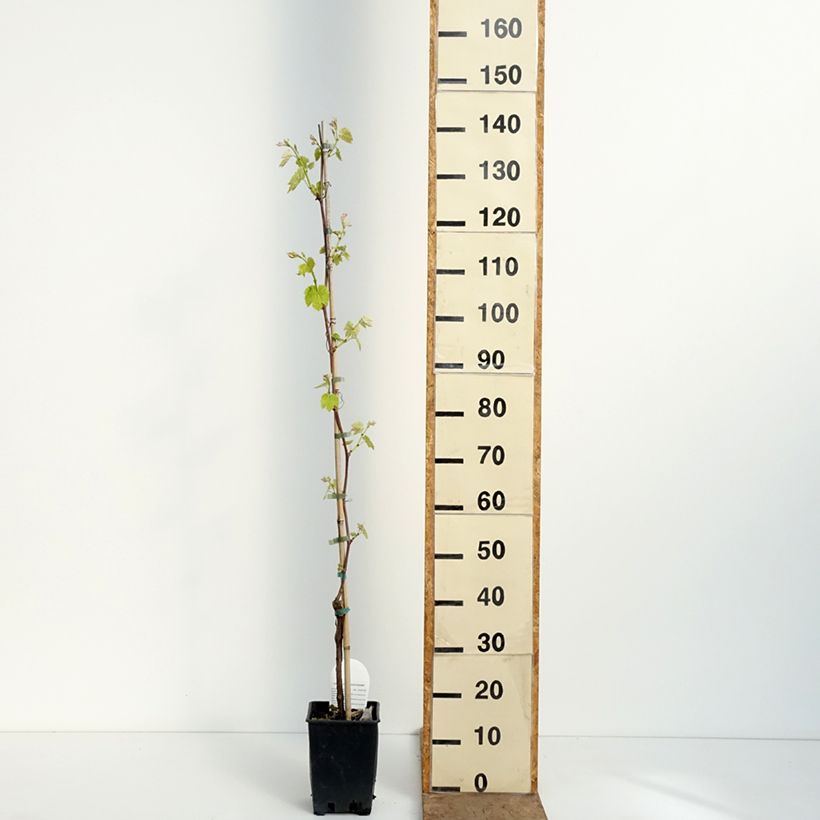 Vitis labrusca x vinifera Opalina - Dessert Grape 1.5L/2L pot sample as delivered in spring