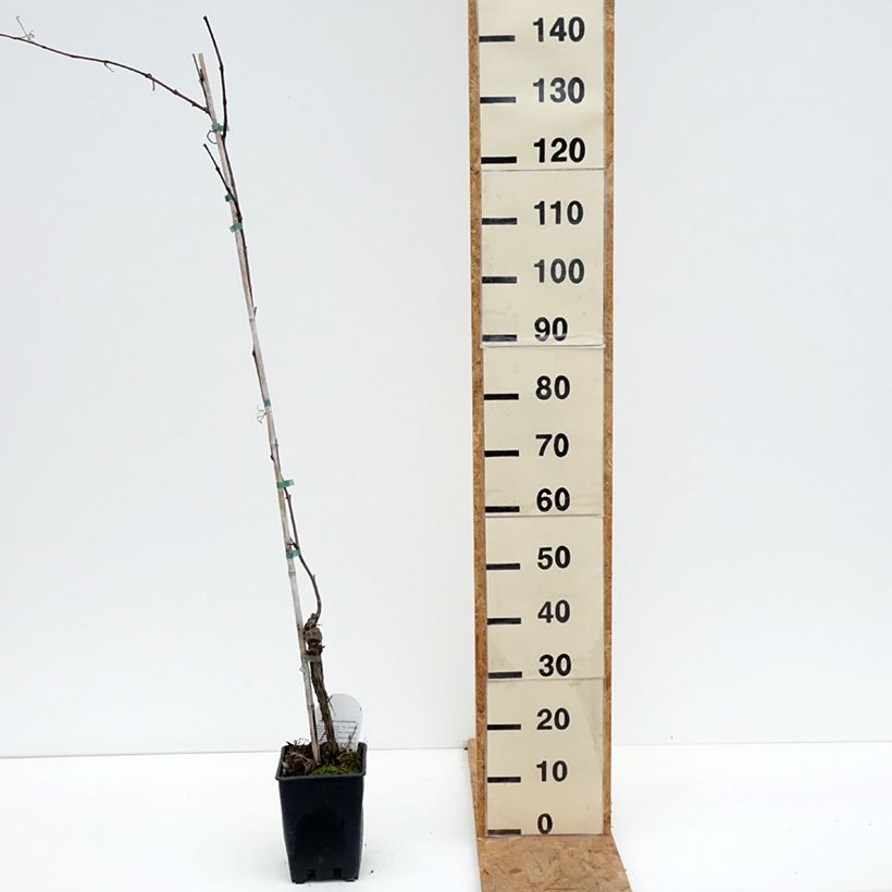 Vitis labrusca x vinifera Opalina - Dessert Grape 3L/4L pot sample as delivered in autumn