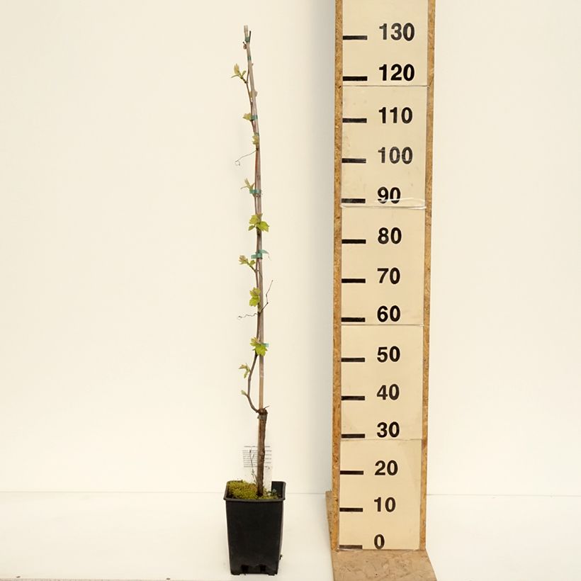 Vitis labrusca x vinifera Opalina - Dessert Grape 3L/4L pot sample as delivered in spring