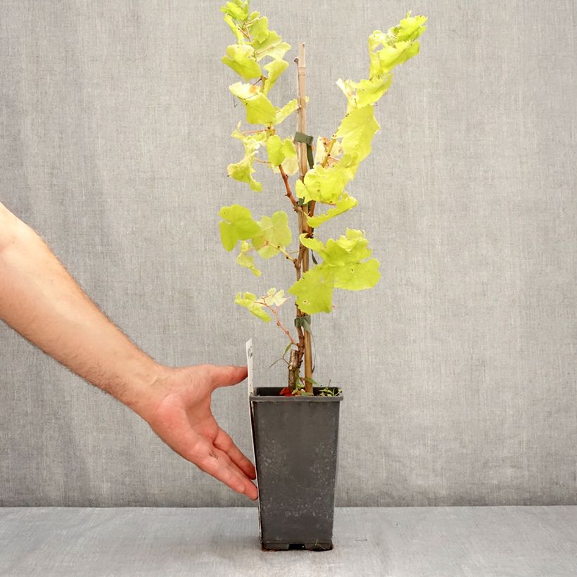 Vitis vinifera Picurka 1.5L/2L pot, Clump sample as delivered in summer