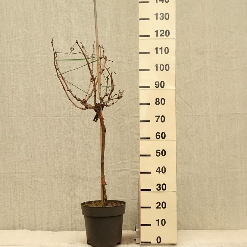 Vitis vinifera Picurka 7.5L/10L pot, Standard sample as delivered in spring
