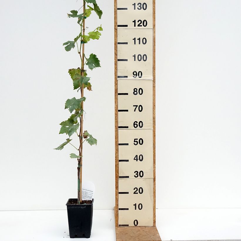 Vitis vinifera Pizzutello Bianco, Cornichon blanc, Pizza Tella Bianco - Grapevine 1.5L/2L pot sample as delivered in autumn