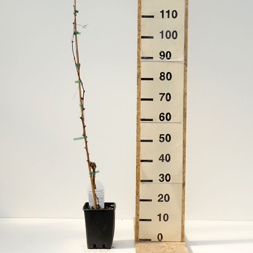 Vitis vinifera Pizzutello Bianco, Cornichon blanc, Pizza Tella Bianco - Grapevine 1.5L/2L pot sample as delivered in spring