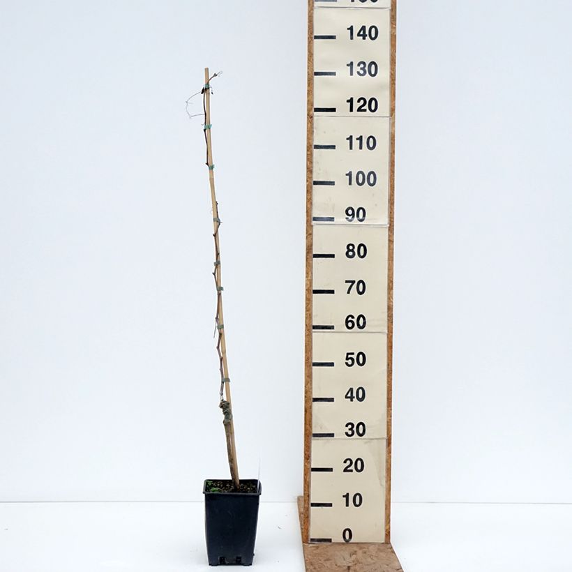 Vitis vinifera Pizzutello Nero - Grape vine 1.5L/2L pot sample as delivered in winter